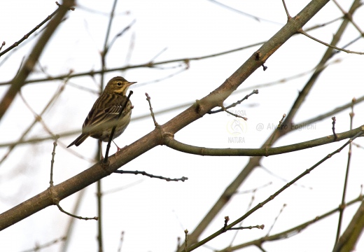 PRISPOLONE, Tree Pipit, Anthus trivialis 