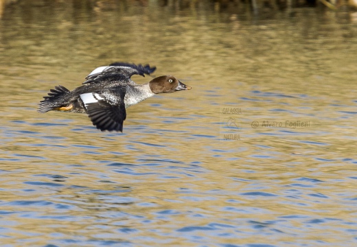 QUATTROCCHI, Goldeneye, Bucephala clangula 