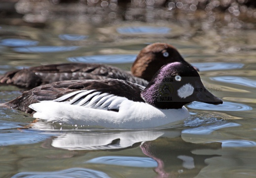 QUATTROCCHI, Goldeneye, Bucephala clangula 