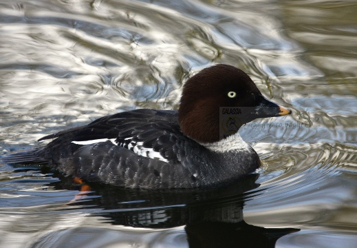 QUATTROCCHI, Goldeneye, Bucephala clangula 