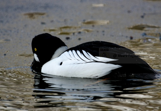 QUATTROCCHI, Goldeneye, Bucephala clangula 