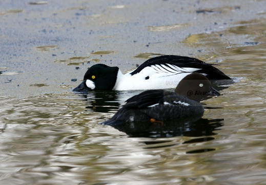 QUATTROCCHI, Goldeneye, Bucephala clangula 