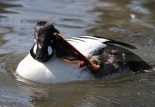 QUATTROCCHI, Goldeneye, Bucephala clangula 