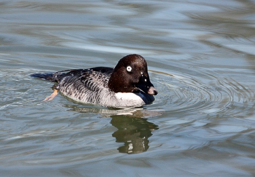 QUATTROCCHI, Goldeneye, Bucephala clangula 