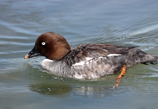 QUATTROCCHI, Goldeneye, Bucephala clangula 