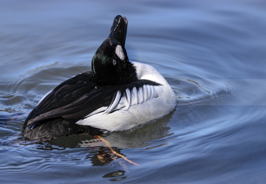 QUATTROCCHI, Goldeneye, Bucephala clangula 