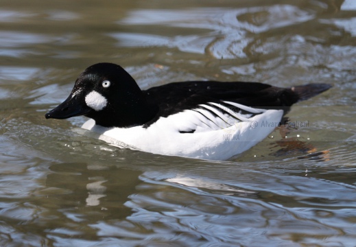 QUATTROCCHI, Goldeneye, Bucephala clangula 