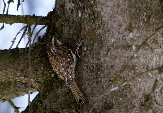 RAMPICHINO ALPESTRE , Treecreeper, Certhia familiaris