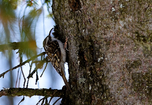 RAMPICHINO ALPESTRE , Treecreeper, Certhia familiaris