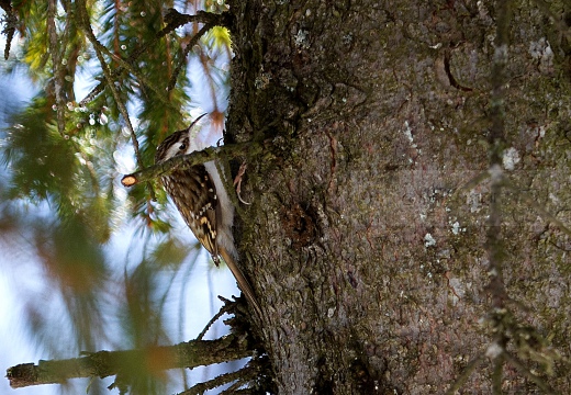 RAMPICHINO ALPESTRE , Treecreeper, Certhia familiaris