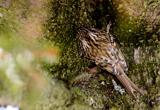 RAMPICHINO ALPESTRE , Treecreeper, Certhia familiaris