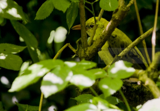 RIGOGOLO, Golden Oriole, Oriolus oriolus 