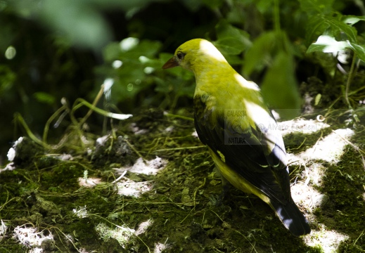 RIGOGOLO, Golden Oriole, Oriolus oriolus 