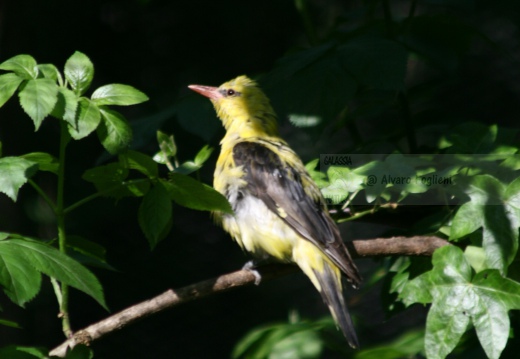 RIGOGOLO, Golden Oriole, Oriolus oriolus 