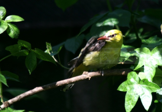 RIGOGOLO, Golden Oriole, Oriolus oriolus 