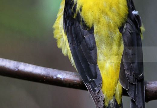 RIGOGOLO, Golden Oriole, Oriolus oriolus 