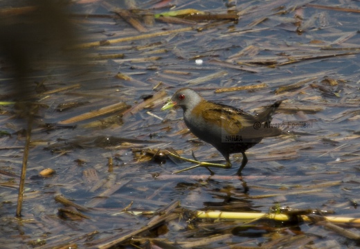 SCHIRIBILLA, Little Crake, Porzana parva