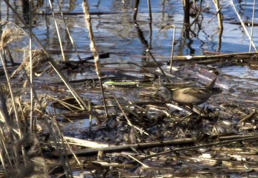 SCHIRIBILLA, Little Crake, Porzana parva