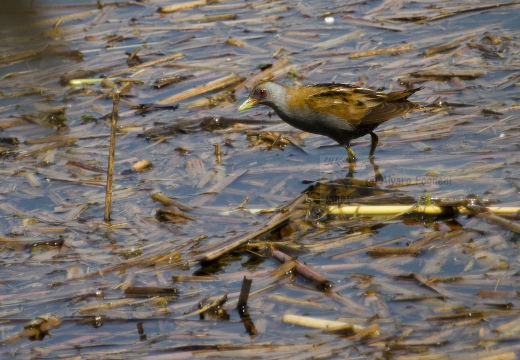 SCHIRIBILLA, Little Crake, Porzana parva