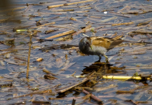 SCHIRIBILLA, Little Crake, Porzana parva