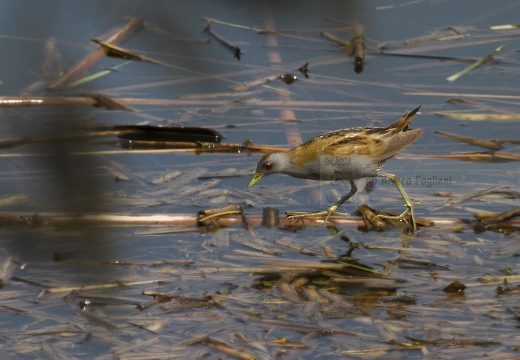 SCHIRIBILLA, Little Crake, Porzana parva