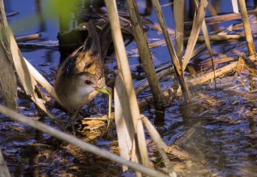 SCHIRIBILLA, Little Crake, Porzana parva