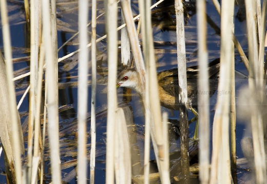 SCHIRIBILLA, Little Crake, Porzana parva