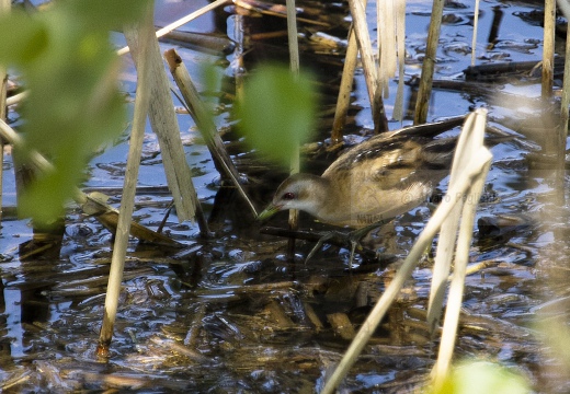 SCHIRIBILLA, Little Crake, Porzana parva