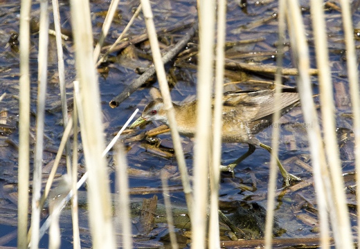 SCHIRIBILLA, Little Crake, Porzana parva