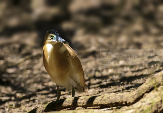 SGARZA CIUFFETTO; Squacco Heron;  Ardeola rallide