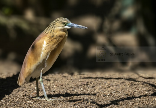 SGARZA CIUFFETTO; Squacco Heron;  Ardeola rallide