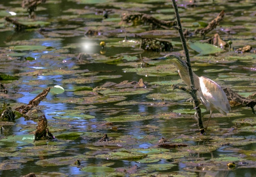 SGARZA CIUFFETTO; Squacco Heron;  Ardeola rallide