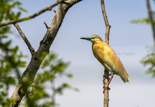 SGARZA CIUFFETTO; Squacco Heron;  Ardeola rallide