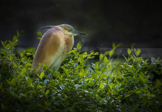 SGARZA CIUFFETTO; Squacco Heron;  Ardeola rallide