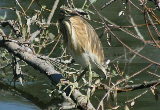 SGARZA CIUFFETTO; Squacco Heron;  Ardeola rallide