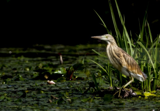 SGARZA CIUFFETTO; Squacco Heron;  Ardeola rallide