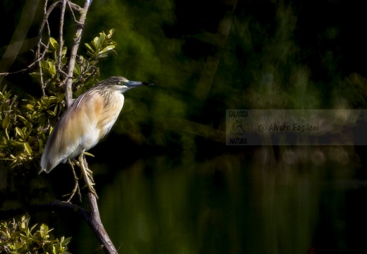 SGARZA CIUFFETTO; Squacco Heron;  Ardeola rallide