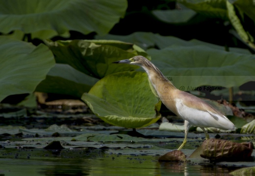 SGARZA CIUFFETTO; Squacco Heron;  Ardeola rallide