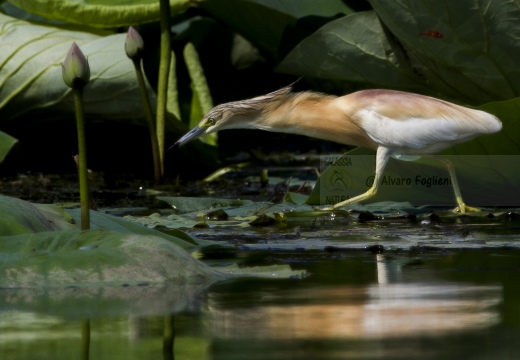 SGARZA CIUFFETTO; Squacco Heron;  Ardeola rallide