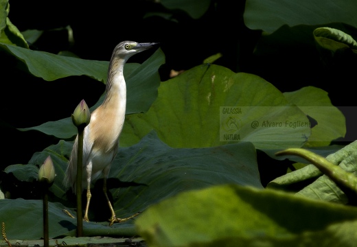 SGARZA CIUFFETTO; Squacco Heron;  Ardeola rallide