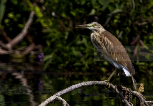 SGARZA CIUFFETTO; Squacco Heron;  Ardeola rallide