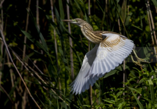 SGARZA CIUFFETTO; Squacco Heron;  Ardeola rallide