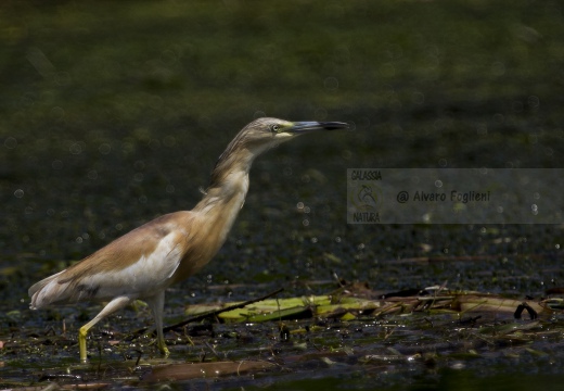 SGARZA CIUFFETTO; Squacco Heron;  Ardeola rallide