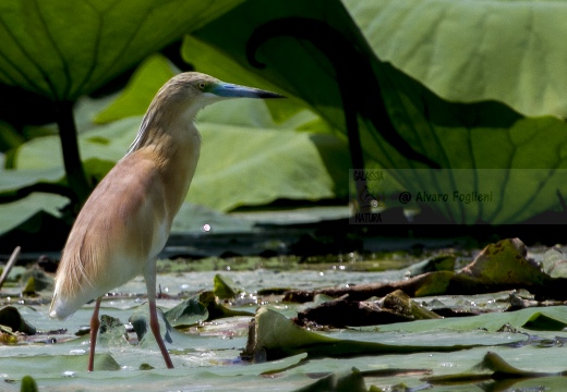 SGARZA CIUFFETTO; Squacco Heron;  Ardeola rallide