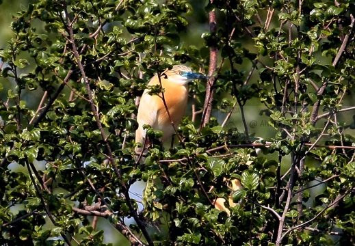 SGARZA CIUFFETTO; Squacco Heron;  Ardeola rallide