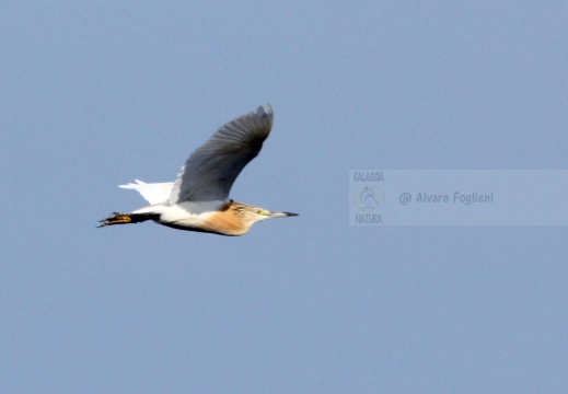 SGARZA CIUFFETTO; Squacco Heron;  Ardeola rallide