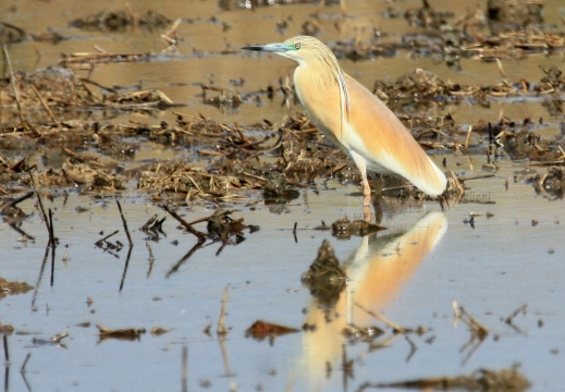 SGARZA CIUFFETTO; Squacco Heron;  Ardeola rallide