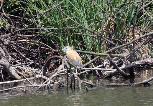 SGARZA CIUFFETTO; Squacco Heron;  Ardeola rallide