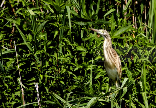 SGARZA CIUFFETTO; Squacco Heron;  Ardeola rallide