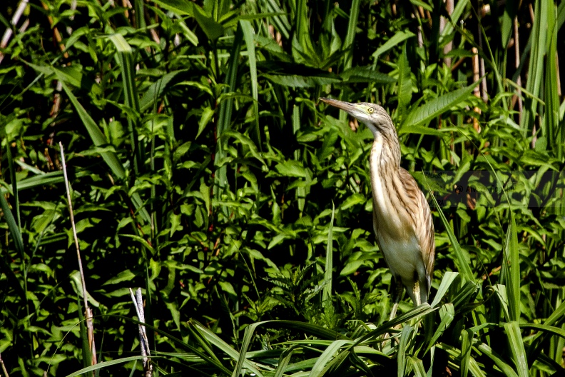 Sgarza ciuffetto bis   IMG_4054 copia.jpg